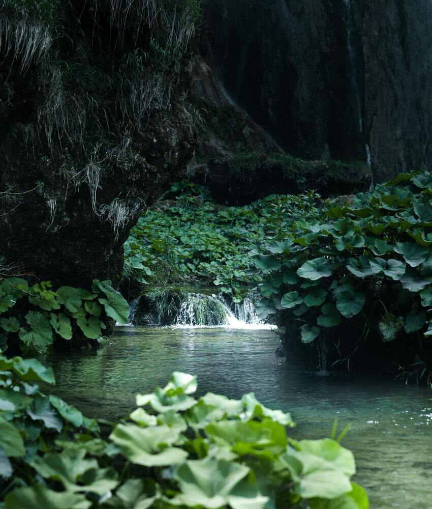 formation médecine traditionnelle chinoise